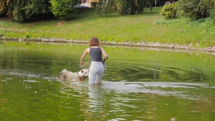 年轻女子试图从城市公园湖中的绿色脏水中拉出她的白色大皮毛狗