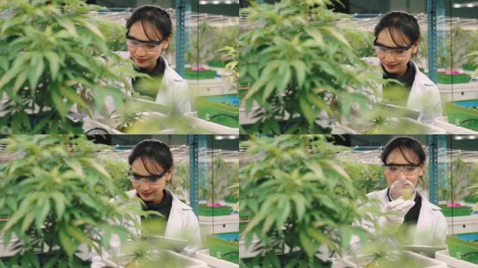 在商业有机苗圃工作的亚洲科学家检查植物的生长。