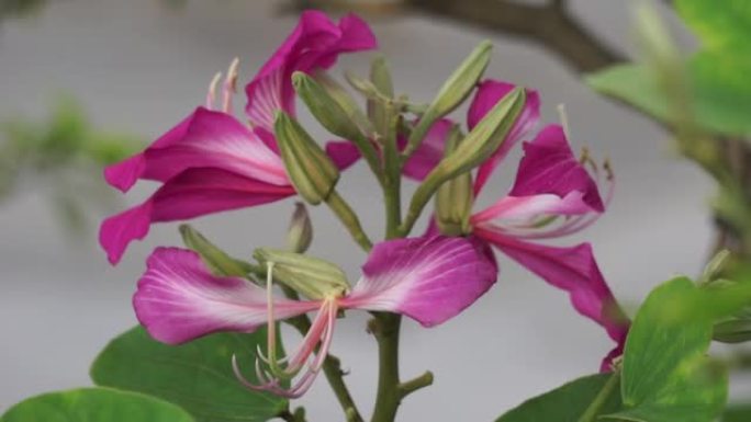 紫荆花 (也称为紫荆花，兰花树，khairwal，karar) 花。在印度传统医学中，叶子用于治疗咳
