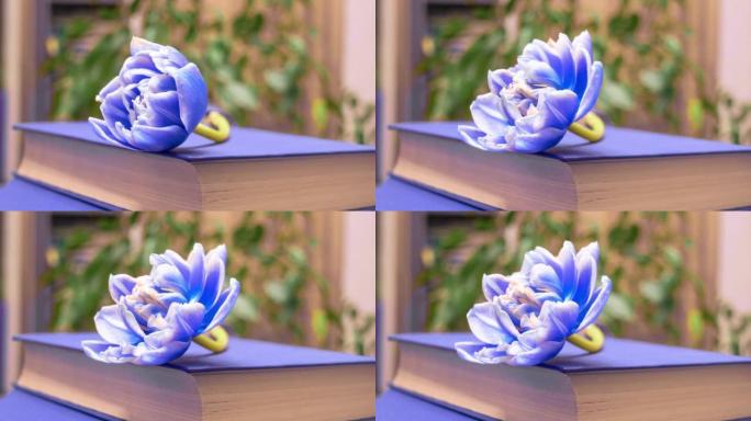 一朵蓝色的郁金香在那本书上盛开。时间流逝的花束春天的郁金香，开放，特写。节日的花束。4 k的视频