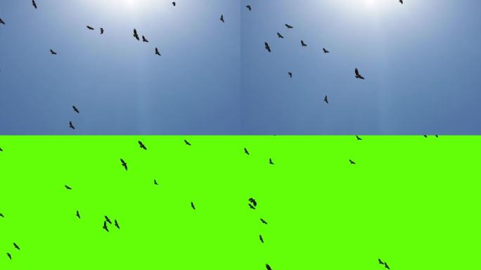 十只鸟在屏幕上飞翔，作为绿色屏幕上的场景，过渡，徽标或标题装饰元素。