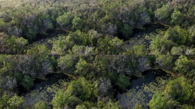 空中无人机拍摄森林中的一个隐藏池塘