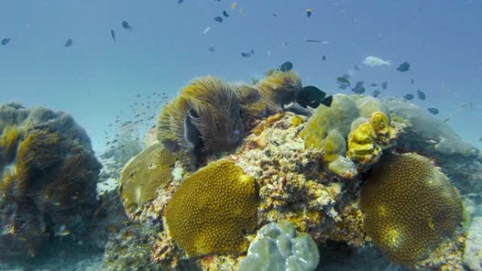 海底海绵在礁石附近挥舞的水下视图