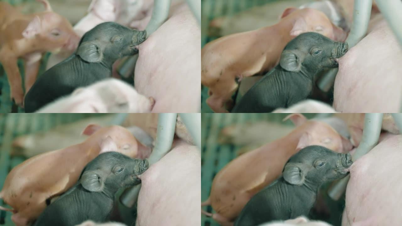 小猪正在哺乳