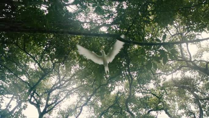 白鸟在树冠下飞翔宣传片实拍视频素材