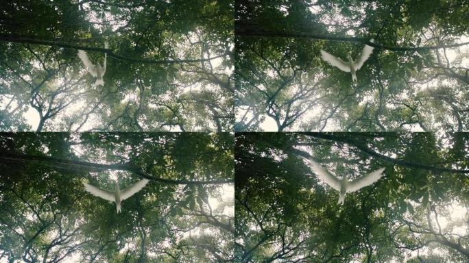 白鸟在树冠下飞翔宣传片实拍视频素材