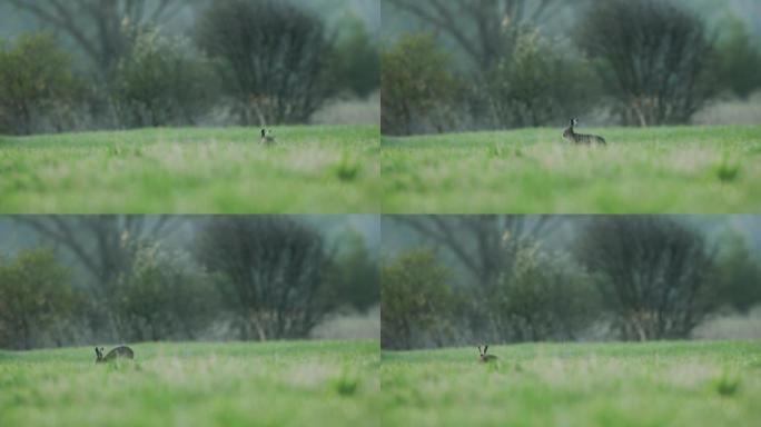兔子在田野中跳跃的细节镜头