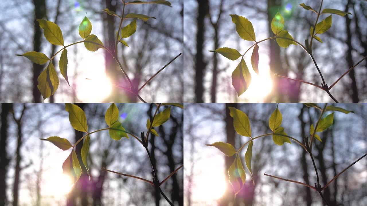 一个小植物的细节照片，背后是太阳