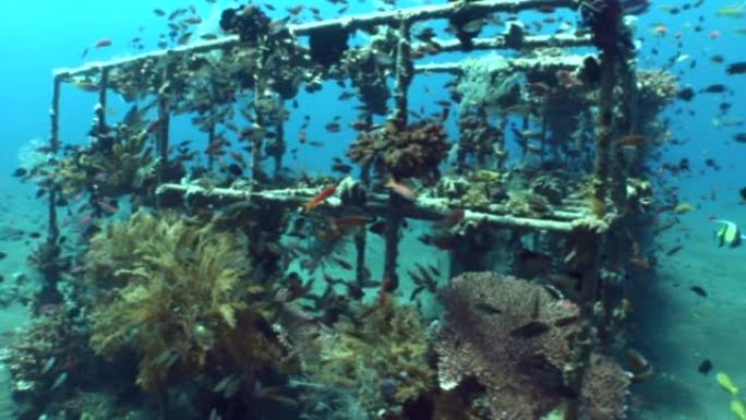 巴厘岛图兰本珊瑚花园中的人工礁