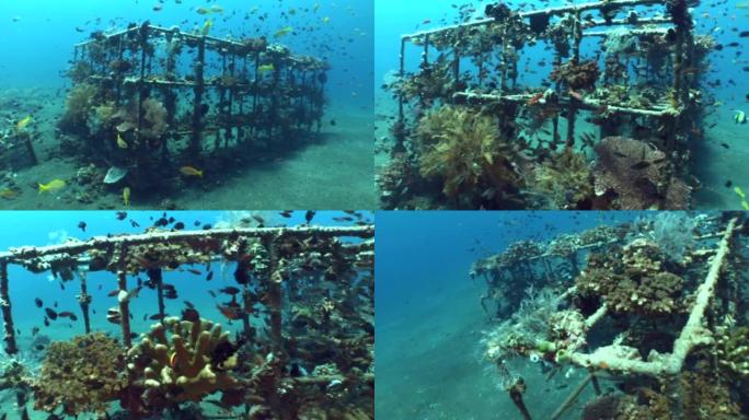 巴厘岛图兰本珊瑚花园中的人工礁