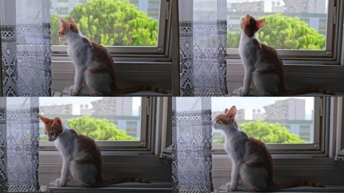 年轻的姜猫看着窗外