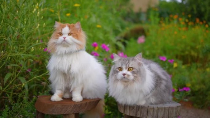 两只猫在花园里休息