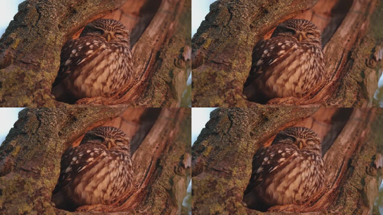日落时睡觉的小猫头鹰的细节照片