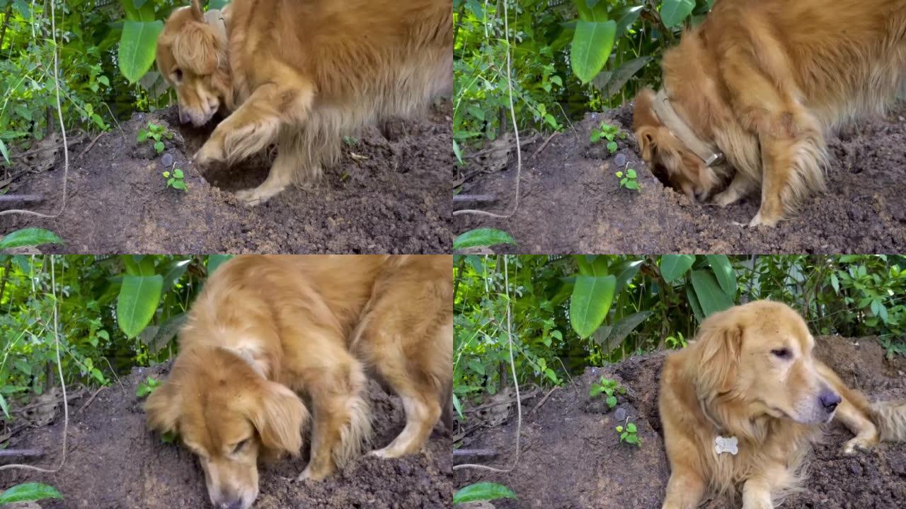 金毛猎犬狗年轻的雄性正在顽皮地挖掘成堆的土壤，直到他们的身体变得肮脏和参差不齐。这个品种非常活跃。聪