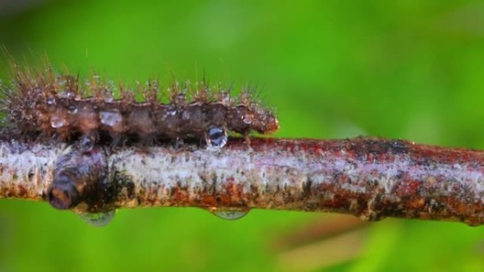 毛毛虫phragmatoia fuliginosa也是红宝石虎。一只毛毛虫沿着绿色背景上的树枝爬行。