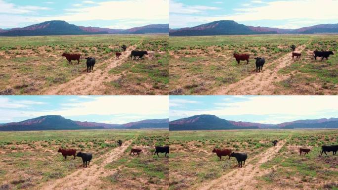 在干旱平原地区放牧的散养牛群。加利福尼亚的农业