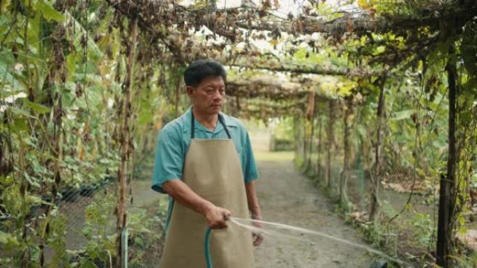 亚洲成熟男子园丁在温室工作