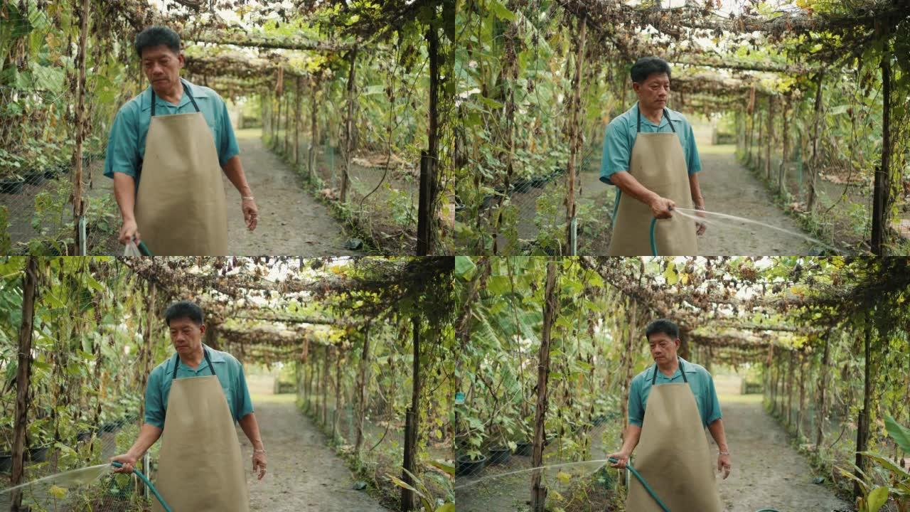 亚洲成熟男子园丁在温室工作
