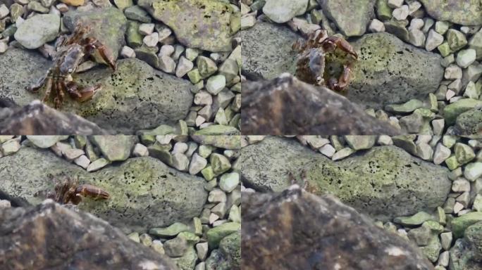 大理石岩蟹或转轮蟹 (Pachygrapsus marmoratus (Fabricius，1787