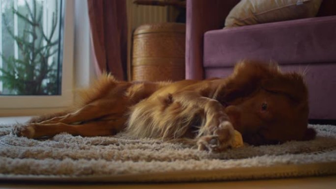 可爱的纯种新斯科舍省鸭子收费猎犬在家里。在地毯上放松，吃零食