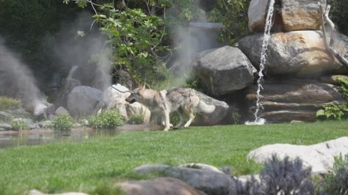 狼穿过自然保护区的慢动作镜头