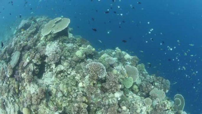 所罗门群岛生物多样性和健康的珊瑚礁