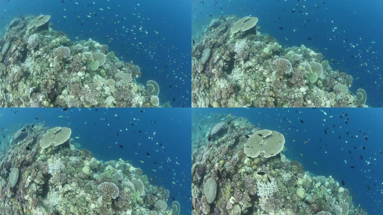 所罗门群岛生物多样性和健康的珊瑚礁