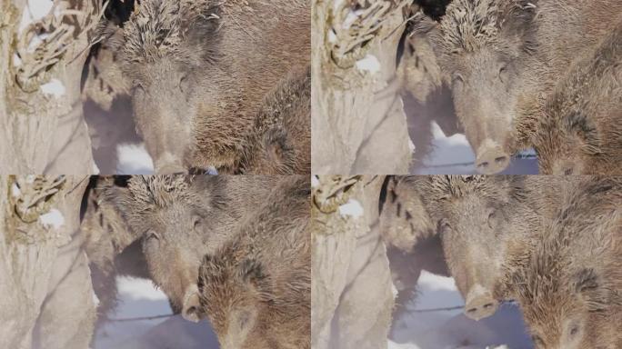 雪中野猪的细节镜头