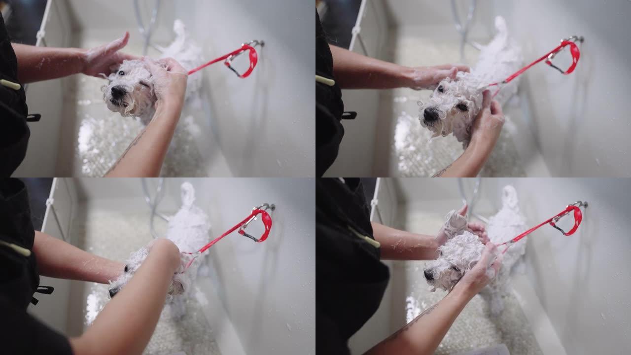 美容师或狗主人正在浴缸里给白狗洗澡，洗发小可爱狮子狗的头发