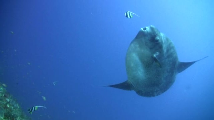 海洋翻车鱼 (mola-mola) 被bannerfish清洗