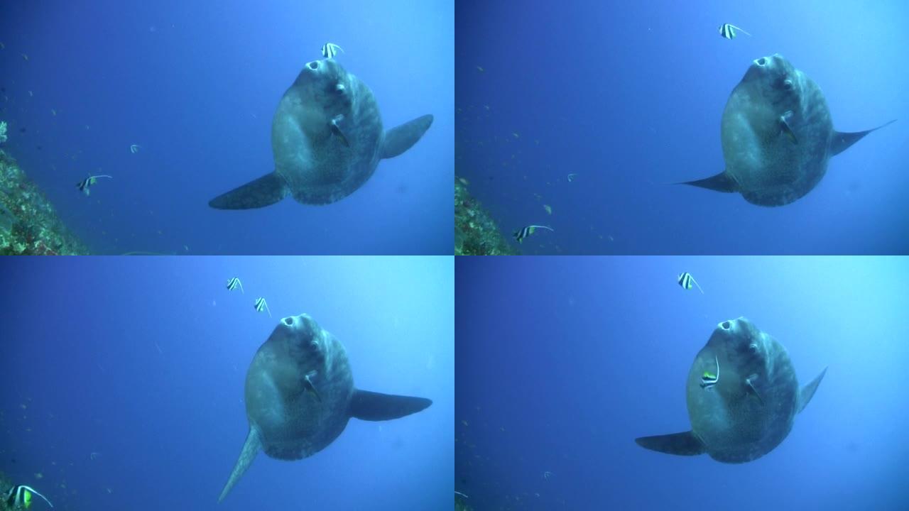 海洋翻车鱼 (mola-mola) 被bannerfish清洗