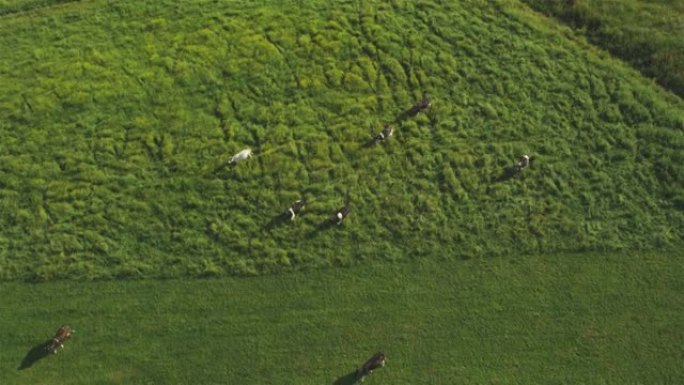 奶牛在充满活力的绿色草地上放牧。从上面看马苏里