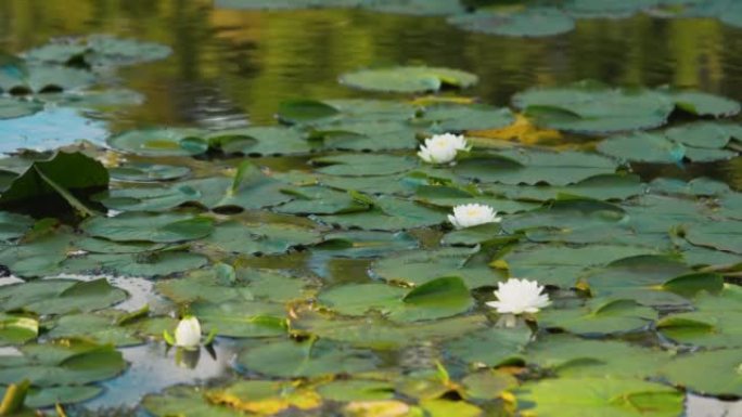 水面上美丽盛开的莲花 (lat. Nelumbo)。生长在森林湖中的白色睡莲花。