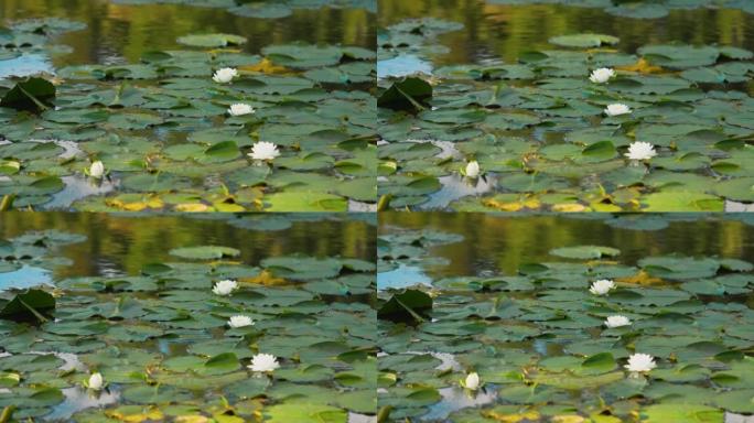 水面上美丽盛开的莲花 (lat. Nelumbo)。生长在森林湖中的白色睡莲花。