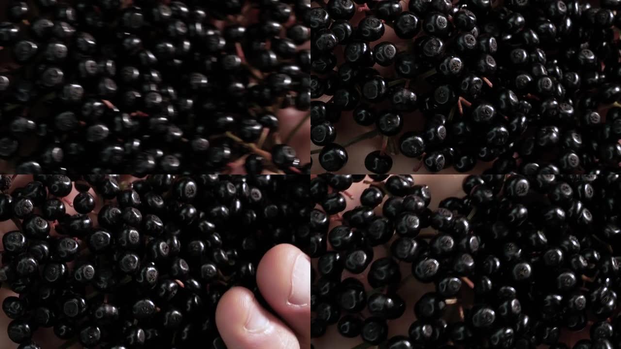 手中的特写天然接骨木。农夫手中的黑莓。收获收获的浆果。