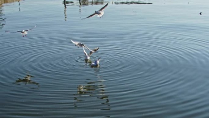 一群海鸥从水里飞向大海