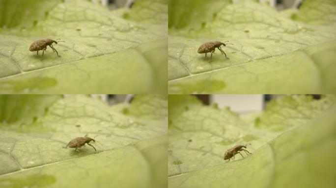在绿叶上爬行的昆虫的特写镜头