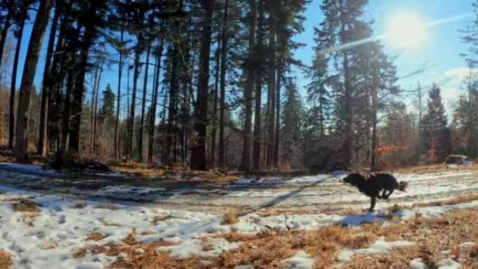 TS狗在阳光明媚的冬日在森林里奔跑