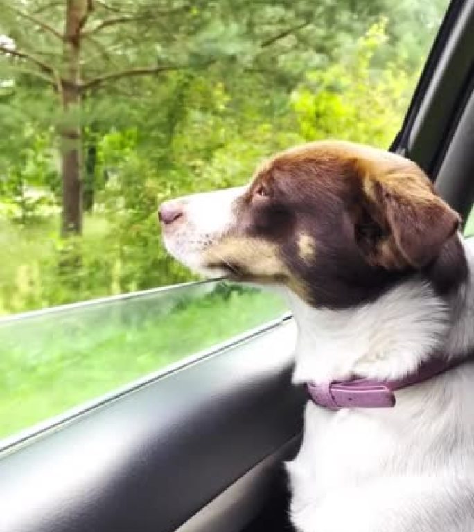 快乐的狗看着外面的车窗看风景路线
