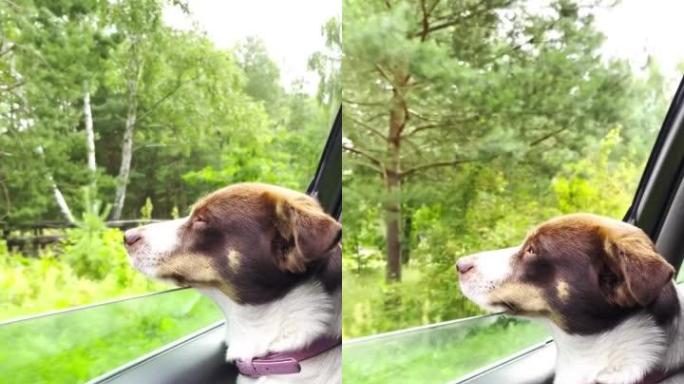 快乐的狗看着外面的车窗看风景路线