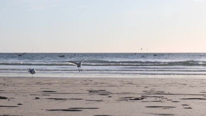 海藻和鹈鹕聚集在空旷的海滩上
