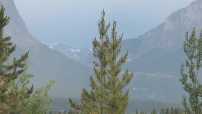 绿色森林和遥远山脉的风景