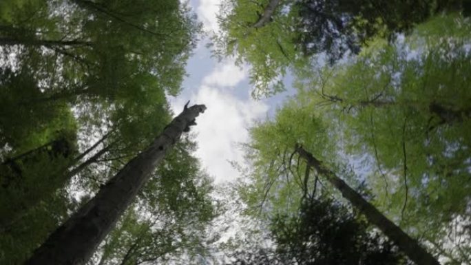森林树冠孔上方的云层视图