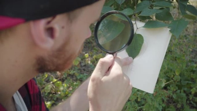 年轻的被吸收的人在白皮书的背景下检查绿叶的特写镜头。集中的高加索生态学家使用放大镜在夏季森林中旅行。