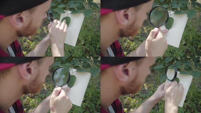 年轻的被吸收的人在白皮书的背景下检查绿叶的特写镜头。集中的高加索生态学家使用放大镜在夏季森林中旅行。
