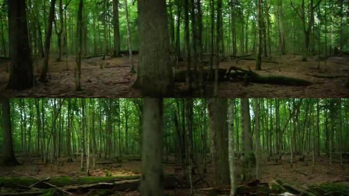 雄伟的Bialowieza森林内部-欧洲最古老的森林