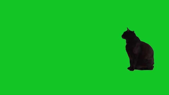 可爱的黑猫坐在色度键绿色屏幕上