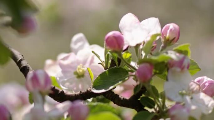 樱花在风中摇曳的特写镜头。果园的春天