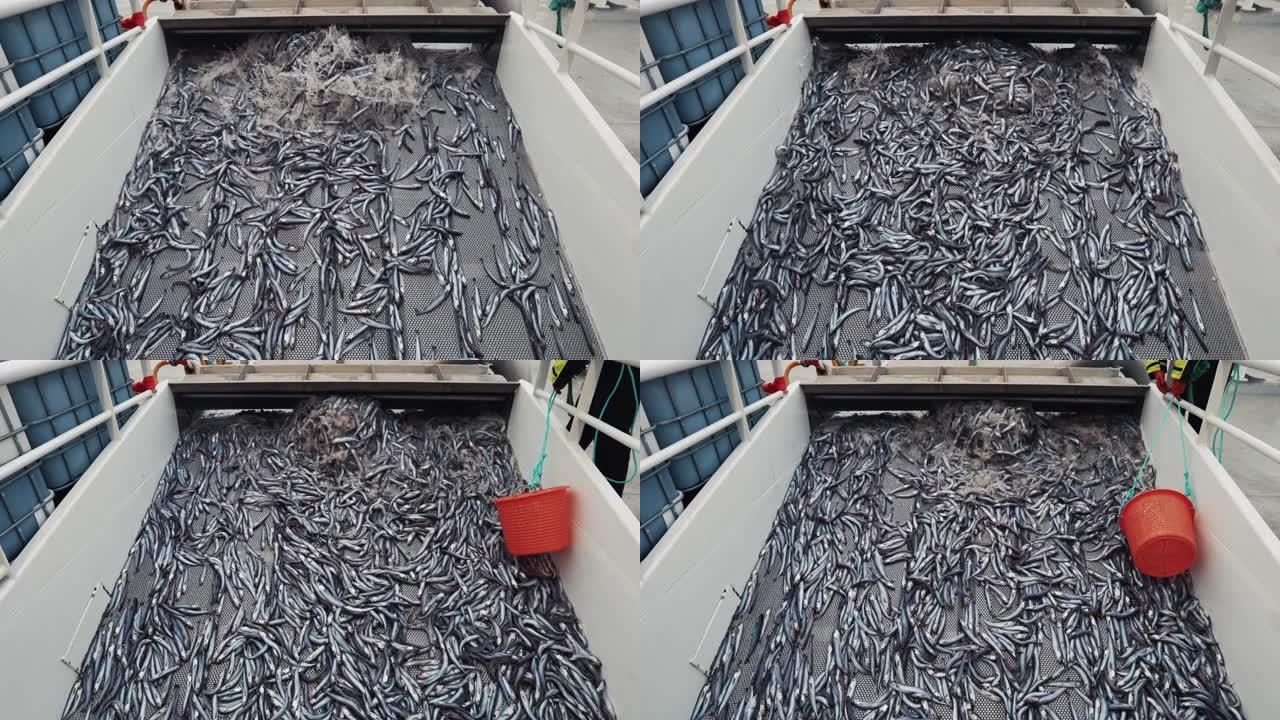 渔业: 北海船上大量捕捞无须鳕