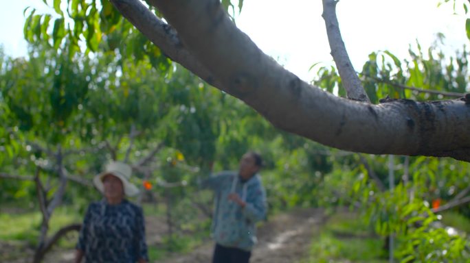 桃树 农业经济 果园 农果经济 蔬果经济